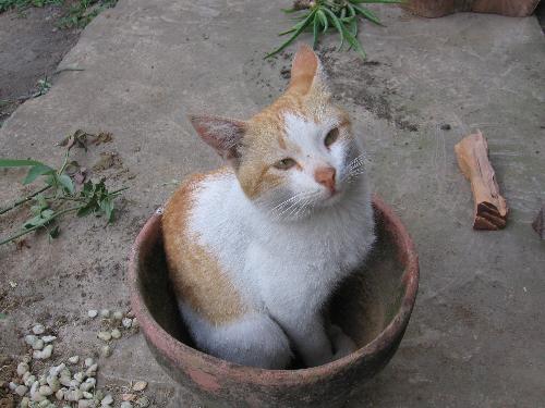 It's my Cat - Look! It's my cat! It's cute, isn't it?