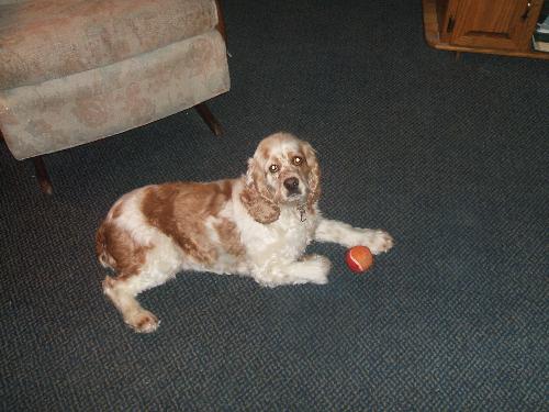 Cocker Spaniel - This is our 4 year old Cocker Spaniel. Her name is Sophie. We rescued her about two months ago, and as you can tell, she's made herself right at home.