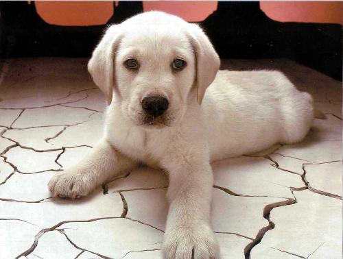 dog - calendar dog puppy