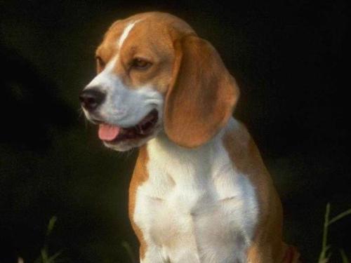 dog - calendar dog puppy