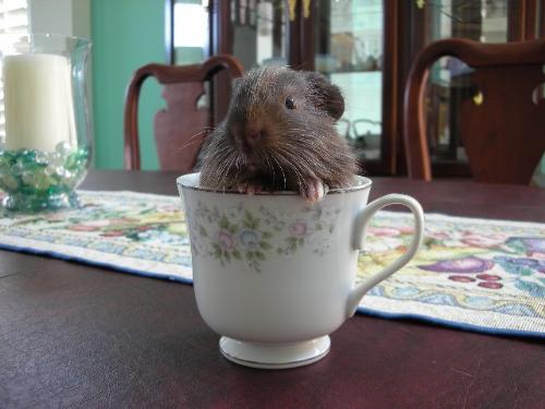 There's a Guinea Pig in My Tea! - Photo of a 2 week old baby guinea pig in a teacup. He's already spoken for and adopted. :) There's a Guinea Pig in My Tea! - Photo of a 2 week old baby guinea pig in a teacup. He's already spoken for and adopted. :)