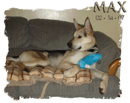 Max, my new dog. - Max ... german shepherd. Adopted from animal services on Valentines Day, 2007. 