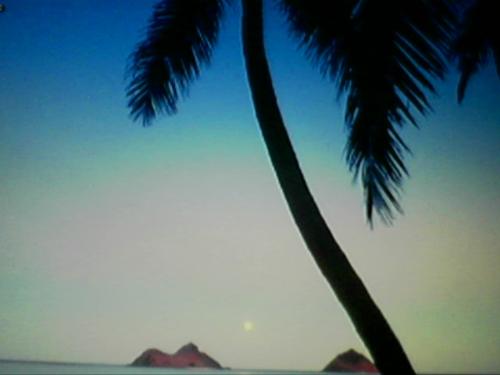 Hawaii - A beautiful picture of Hawaii by the beach
