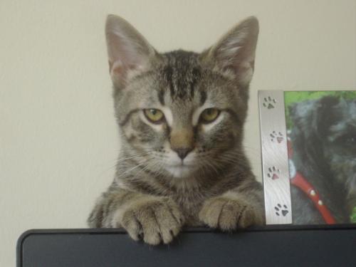 Champ - this is my cat Champ when he was 3 months old, sitting on top of my computer monitor.