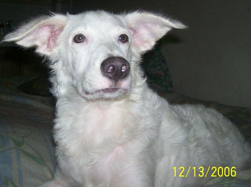Casper Eugene - Meet Casper Eugene. He is intelligent, naughty, haughty and poses like a little king!