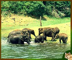 Wildlife Safari - Kerala