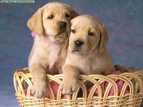 dog -  two dogs