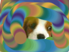 dog -  can you find me out