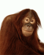 monkey  - he can make u laugh do we make others laugh in todays world
