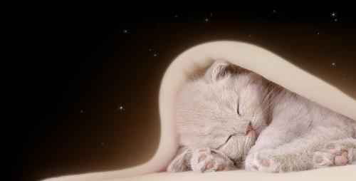sleeping cat - a cute sleeping cat.. hehe