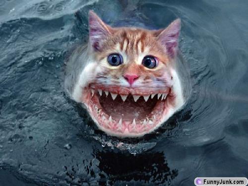 funny shark cat - a shark cat.. hehe