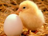 bird - a cute lil bird