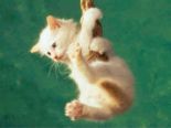 cat - a hanging cat..
