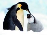 penguin - cute 2 penguins.. hehe