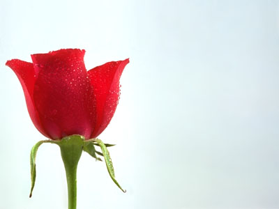 A Rose 4r Love - A rose
