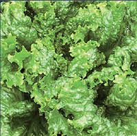lettuce - fresh lettuce leaves