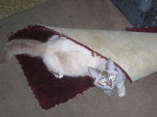 Ms Marple in the carpet - This is my cat Ms Marple (or Squishy as I call her) playing in a piece of carpet we use to block the cold air from the front door