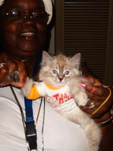 Ms Marple in a shirt - My mom thought it'd be cute to put Ms Marple in a little shirt my dad had. Clearly Ms Marple wasn't having any of that!