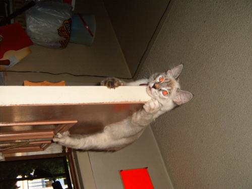 On top of the door - Yup,m she climbed up there using the black metal door and there she stayed for a good 4 hours. I had to take her down when I wanted to close the door.