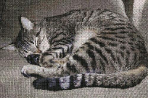 Phoenix - This is a cross-stitch pattern I made from a picture of my cat, Phoenix. It will eventually be made into a pillow. Unlike Jellybean, Phoenix will not try to destroy it. Instead, she will sleep on it and try to look cute so that I'll take pictures.