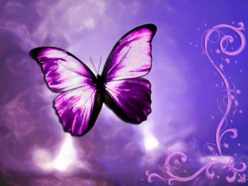 Purple Butterfly - This is a cool photoshop purple butterfy