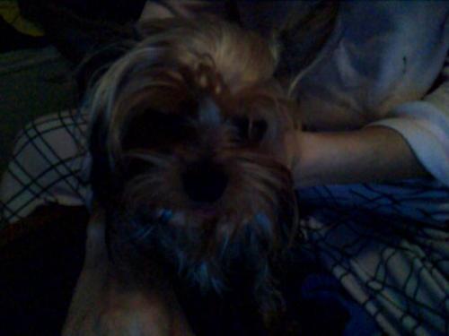 My Yorkshire terrier, Tyler - My little baby boy