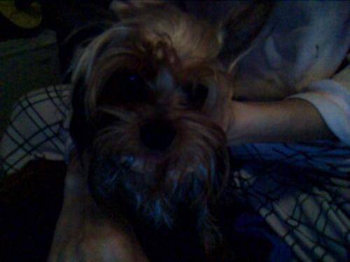 Tyler again - My puppy 9 months old!