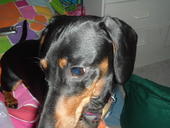 pete!  - he's my weiner doggy! hes so lovable! I LOVE HIM!