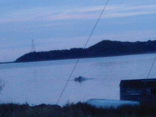 whale - whale out my window