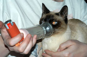 feline asthma - cats can suffer from wheezing, coughing and breathing difficulty.