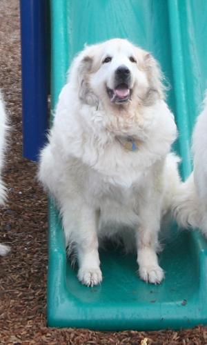 Belle - R I P Belle 9-24-1996 - 2-14-2007