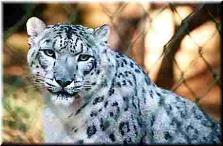 big snow leopard in the zoo - snow leopard in the zoo. Not really happy about being photographed.