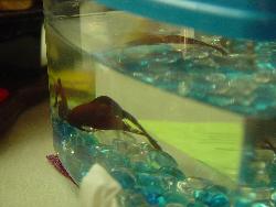 Otis the Fish - This is my pet Otis.