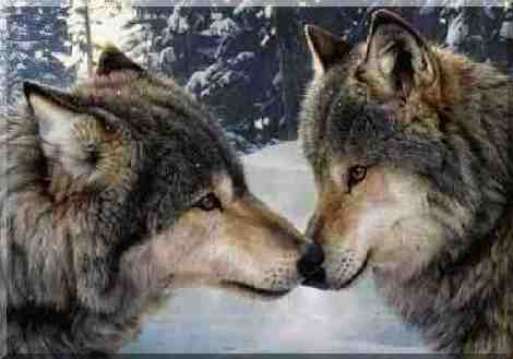Wolf pair sharing a moment - Pair of wolves sharing a moment of love