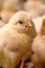 cute chicken - hello, my furs are soft