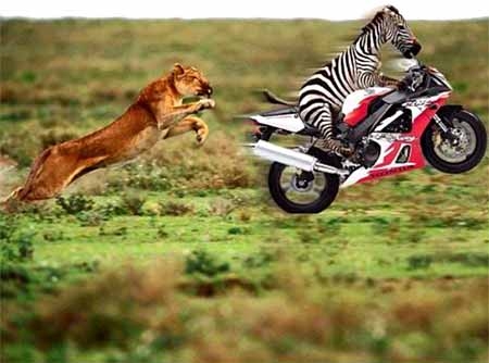 funny animal picture - run zebra run!.....or drive? lol When did animals start becoming so smart..i can't even drive that...
