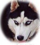 a siberian husky - its a siberian husky...whats their to say?