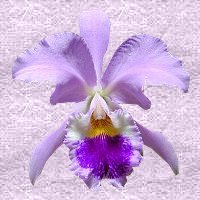 orchid - This is a photo a friend sent to me. igrow this type as well