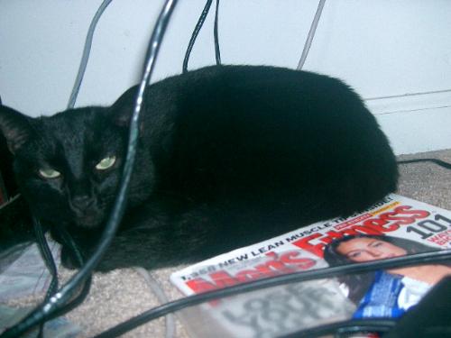 my cat under my computer desk - This is my cat's favorite place to sleep.