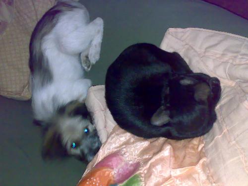 my dog and cat - my dog sleeping together with my cat.
