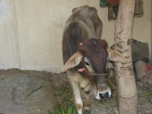 our one day friend - cow picture