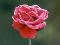 red rose - red rose
