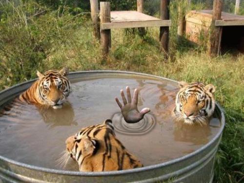 Tigers in a tub - I like the hand sticking out of it lol...makes you wonder
