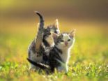 cats - cute cats in greens