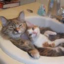 cats in sink - 2 in love cats in sink
