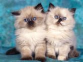 2 chubby cats - 2 chubby cats hehe