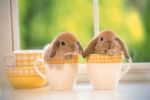 2 rabbits - 2 rabbits in a mug.. hehe..cute
