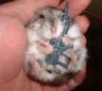 gangster hamster - a cute hamster with a M16 rifle.. hehe