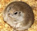 fat hamster - hehehe cute fat hamster
