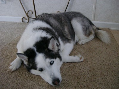 our syberian husky Kodie - we all love him...he passed away yesterday February 15, a day after his 10th birthday.